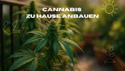 Cannabis zu Hause am Balkon oder Garten anbauen Anleitung