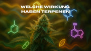 Welche Wirkung haben Terpenen?