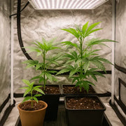 Cannabis Stecklinge kaufen, Homegrow Deutschland, Cannabispflanzen zu Hause züchten