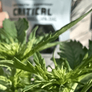 Makrobild der beginnenden Blüte von Critical Automatik
