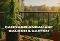 Cannabis Anbau auf Balkon oder Garten
