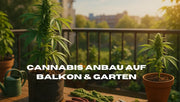 Cannabis Anbau auf Balkon oder Garten