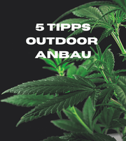 Cannabispflanze im Outdoor-Grow mit Sonnenlicht