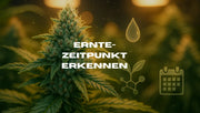 Blütephase bei Cannabis Erntezeitpunkt erkennen
