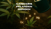 Cannabis Pflanzen Düngen