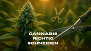 Cannabis richtig beschneiden