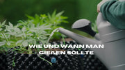 Wie und wann man Cannabis gießen sollte