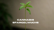 Cannabis Spargelwuchs - Ursachen und Lösungen