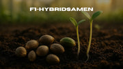 Was sind F1-Hybridsamen