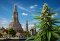 Thailand Cannabis Verbot 2025 - Wie ist die Lage wirklich?
