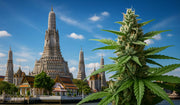 Thailand Cannabis Verbot 2025 - Wie ist die Lage wirklich?