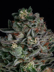 Purple Milkshake Cannabis Blüte dicht harzig mit Trichomen