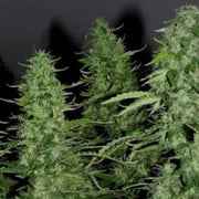 White Widow Feminisiert Blüte von Yama Seeds
