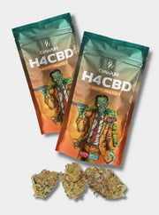 H4CBD Blüten Agent Orange mit 50% H4CBD 2 Verpackungen von Canapuff