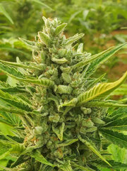 Chocolate Mint OG Cannabis Pflanze in der Blütephase mit dichten Buds und sichtbarer Harzbildung