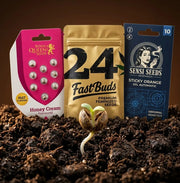 Cannabissamen kaufen ·  Royal Queen Seeds ·  Fast Buds ·  Sensi Seeds ·  Holy Hemp bei HHC Kiosk Berlin
