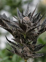 Forbidden Runtz Cannabis Blüte - Cali Seeds - US Genetics