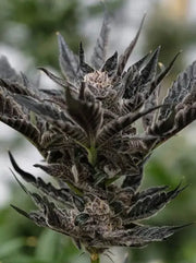 Forbidden Runtz Cannabisblüte dunkle Buds mit dichter Trichomschicht