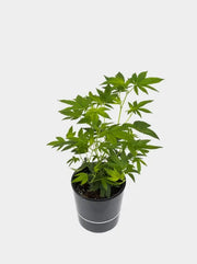 Cannabis Steckling Gelato mit Topf