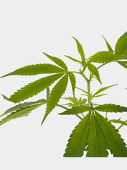 Steckling Gelato Blätter