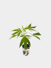 Cannabis Steckling Gelato ohne Topf