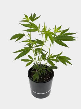 Girl Scout Cookies, Barney's Farm Hanfsteckling