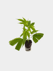 Girl Scout Cookies Steckling ohne Topf