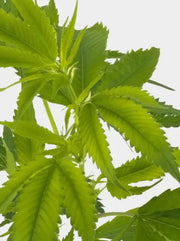 Girl Scout Cookies Steckling Blätter