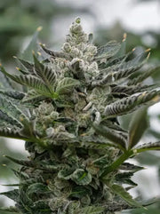 GMO Rootbeer Cannabis Pflanze in der Blütephase mit dichten Buds und sichtbarer Harzbildung