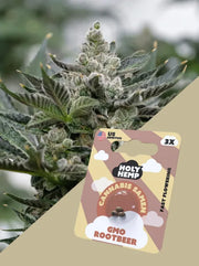 GMO Rootbeer Cannabissamen