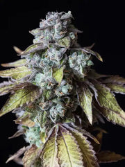 Mango Smile Cannabis Blüte dicht harzig mit Trichomen