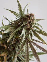 Orange Glaze Cannabisblüte Makroaufnahme kompakte Buds mit Trichomen