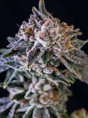 Pappy OG Cannabis Blüte dicht harzig mit Trichomen