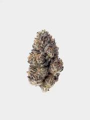 Purple Lemonade Cannabis Blüte mit lila Tönen und dichter Harzbildung Nahaufnahme