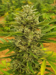 Sour Diesel Autoflower Cannabis Pflanze in der Blütephase mit dichten Buds und Harzbildung