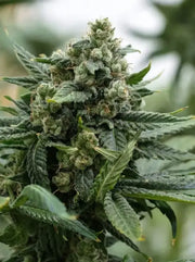 Strawberry Guava Feminisiert | Holy Hemp | 3 Samen