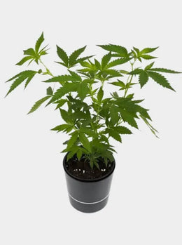Steckling Super Silver Haze, Green House Seeds