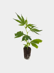 Super Silver Haze Premium Cannabis Steckling