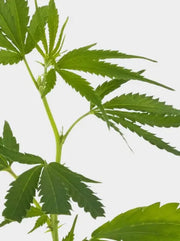  Stecklinge Super Silver Haze