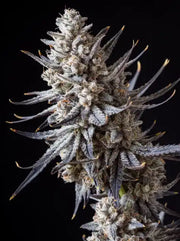Vanilla Gelato Cannabis Blüte harzig dicht mit Trichomen
