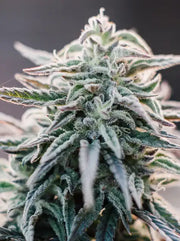 White Widow Cannabisblüte Makroaufnahme mit vielen Trichomen