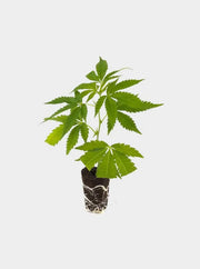 White Widow XXL Hanfsteckling ohne Topf