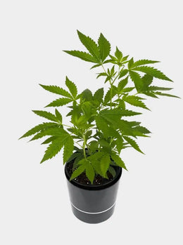 White Widow XXL Hanfsteckling mit Topf