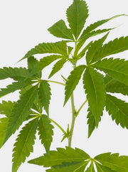 White Widow XXL Hanfsteckling Blätter