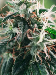 Northern Light Pure Indica Hybrid Blüten von Yama Seeds