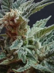 Amnesia Sativa Cannabis Blüte Yama Seeds