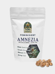 Amnesia Sativa Cannabis Samen - Feminisiert, 22% THC, Yama Seeds
