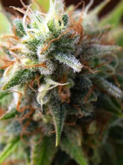 OG Kush Cannabis Samen - 19% THC