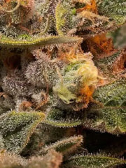 Orange Punch Cannabis Blüte